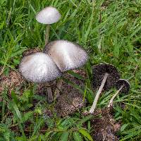 Panaeolus antillarum image