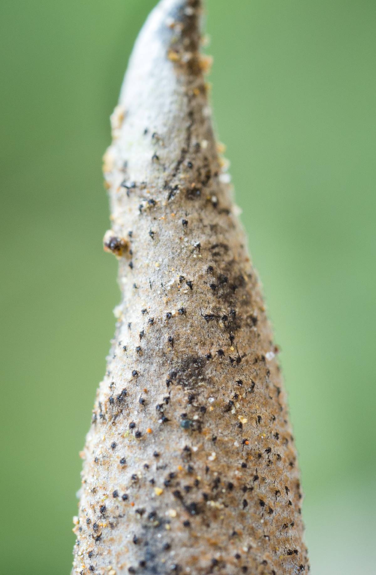 Xylaria telfairii image