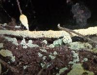 Fuligo septica image