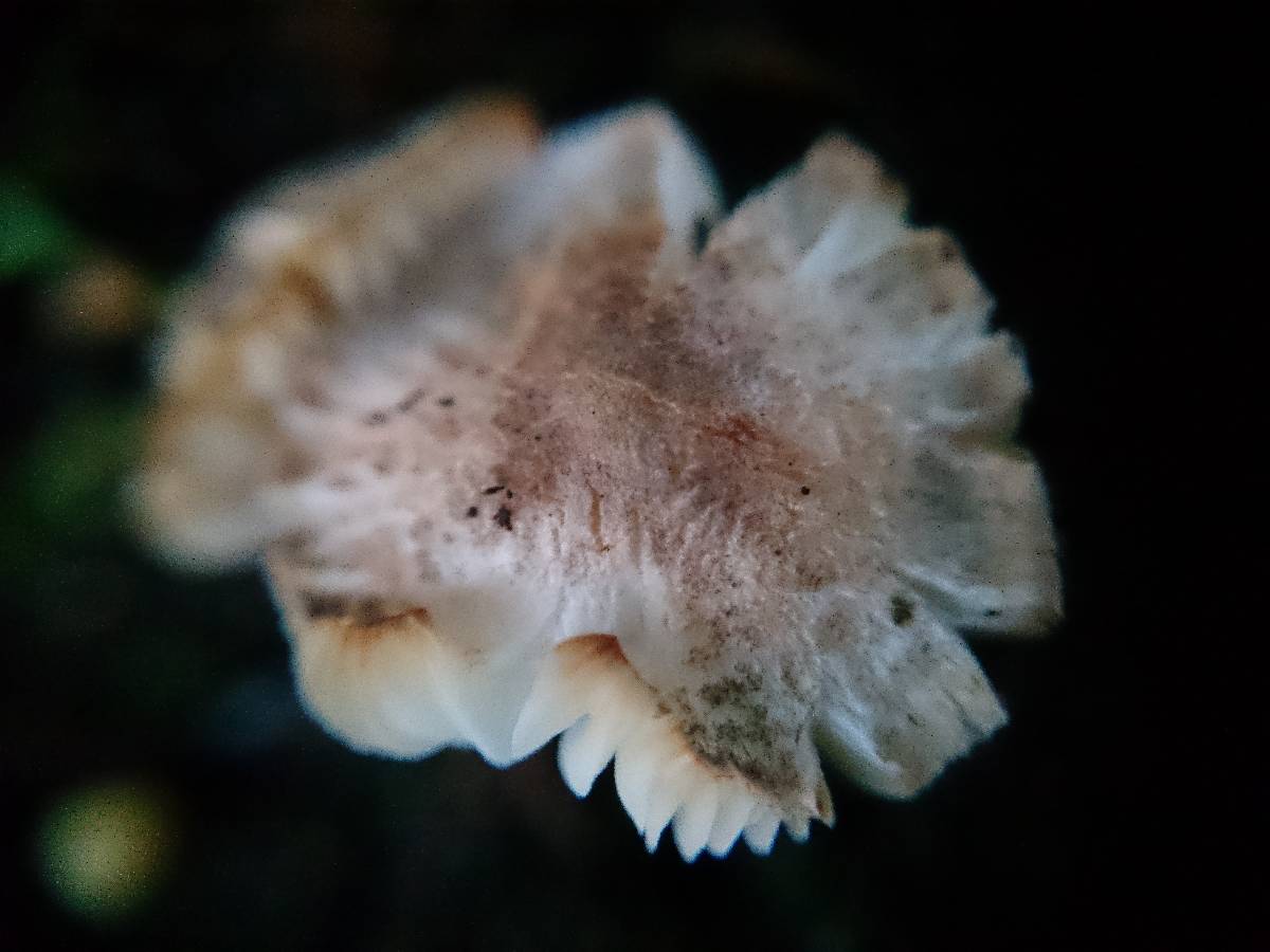 Leucoagaricus melanotrichus var. fuligineobrunneus image