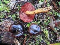 Cortinarius smithii image