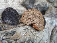 Hexagonia hydnoides image