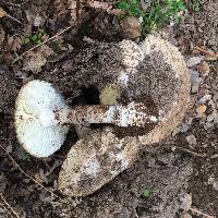 Amanita vernicoccora image