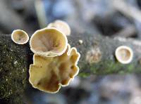 Schizophyllum amplum image