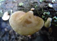 Schizophyllum amplum image