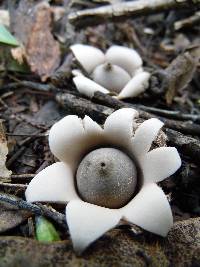 Geastrum fimbriatum image