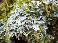 Polyblastidium japonicum image