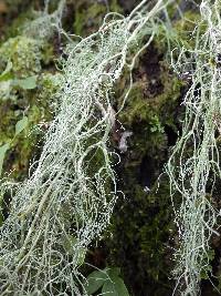 Usnea articulata image