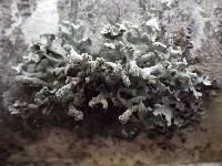 Hypogymnia tubulosa image