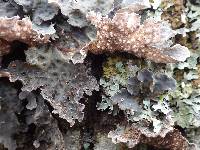 Lobaria scrobiculata image