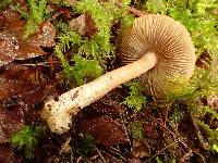 Inocybe assimilata image