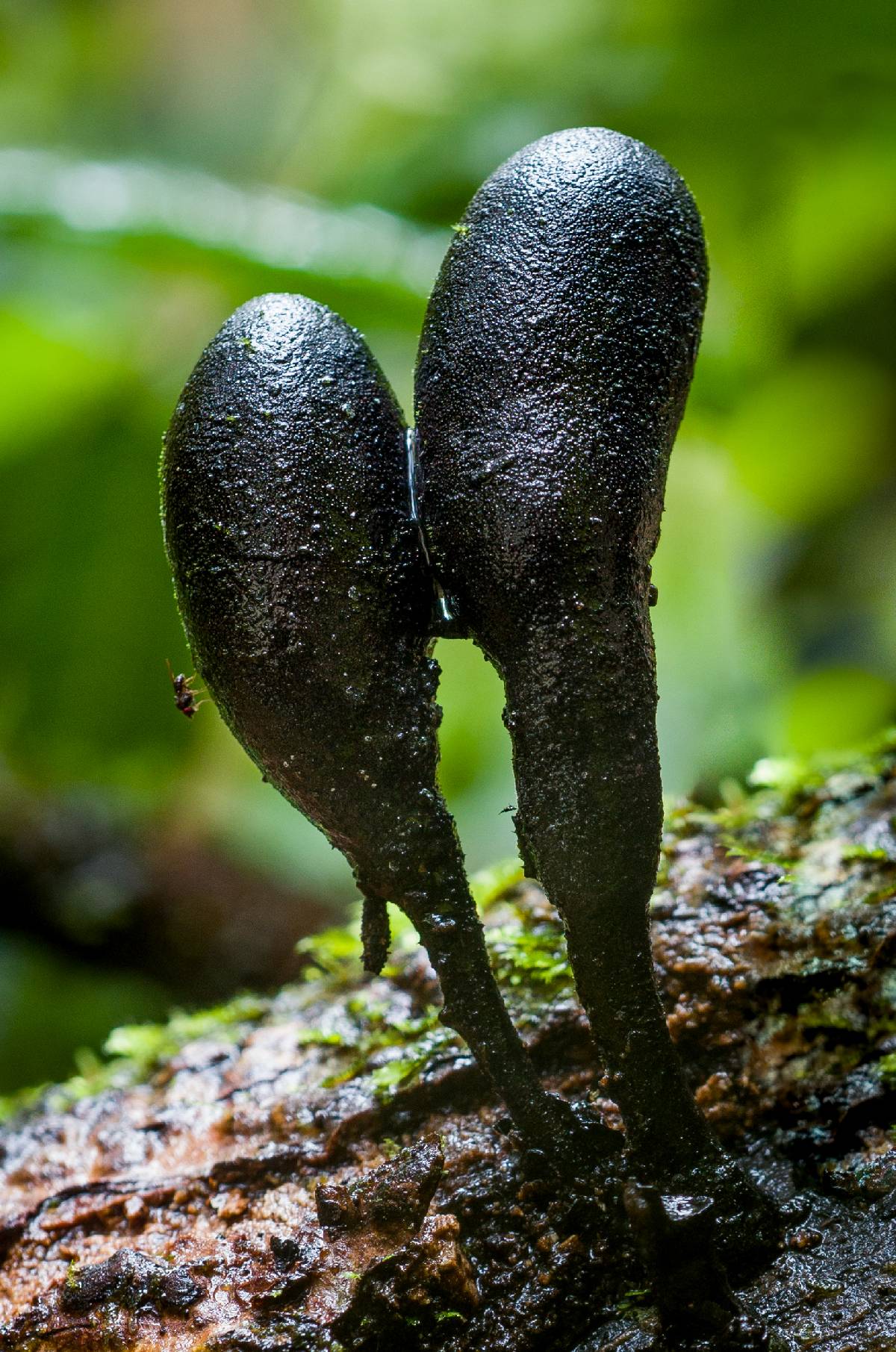 Xylaria schweinitzii image