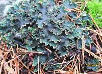 Peltigera malacea image