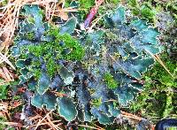 Peltigera malacea image