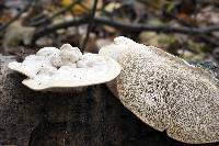 Trametes gibbosa image