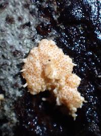 Hypocreopsis macrostoma image