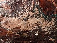 Thelephora wakefieldiae image