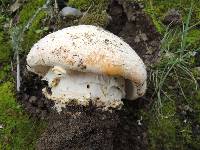 Amanita aprica image