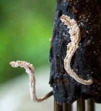 Xylaria cubensis image