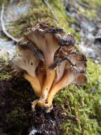 Craterellus lutescens image