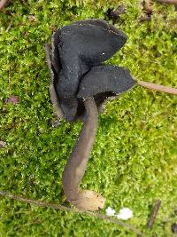 Helvella atra image