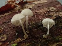 Mycena adscendens image