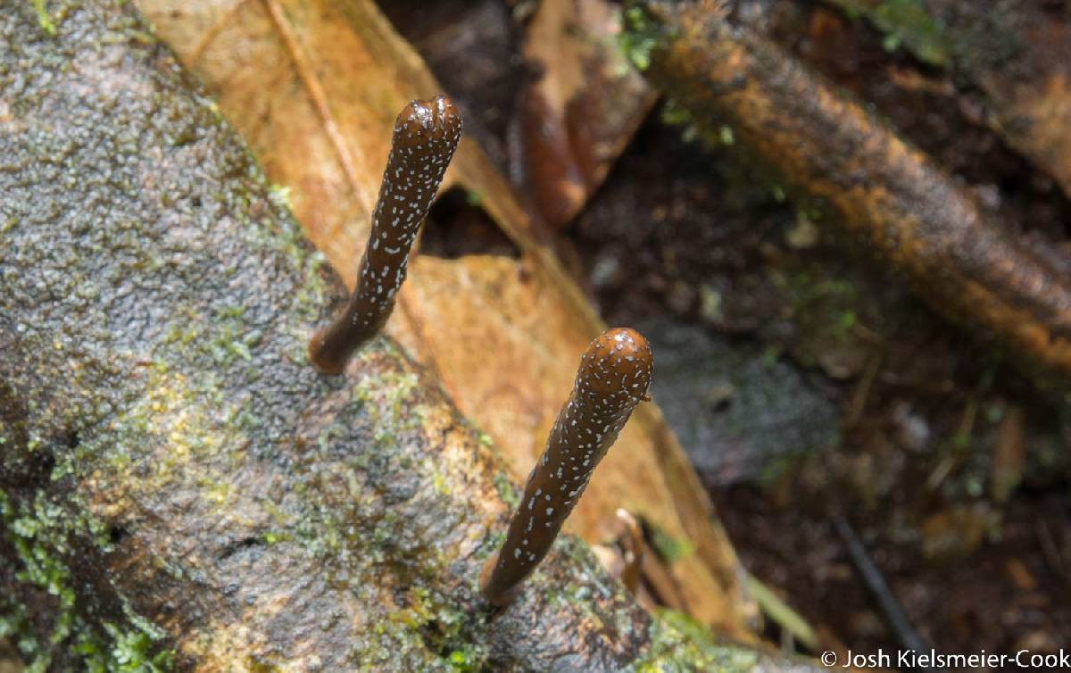 Xylaria enterogena image