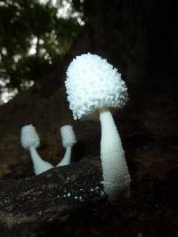 Leucocoprinus cretaceus image