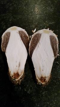 Agaricus texensis image