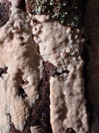 Hyphoderma roseocremeum image