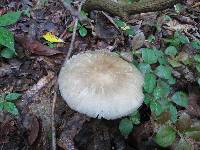 Megacollybia rodmanii image