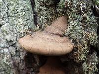 Ganoderma adspersum image