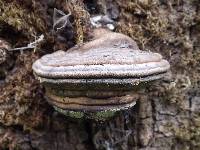 Ganoderma adspersum image