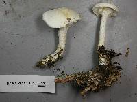 Leucopaxillus albissimus image