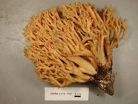 Ramaria rubribrunnescens image