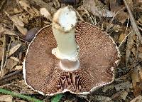 Agaricus deardorffensis image