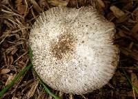 Agaricus deardorffensis image