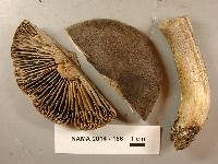 Tricholoma atroviolaceum image