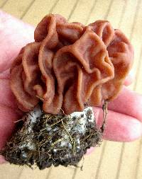 Gyromitra caroliniana image