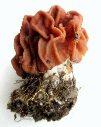 Gyromitra caroliniana image