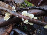 Trametes pubescens image