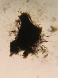 Sporormiella lageniformis image