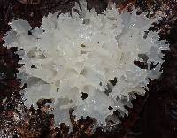 Tremella fuciformis image