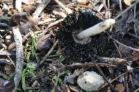 Coprinellus flocculosus image