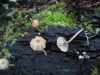 Lichenomphalia umbellifera image