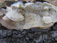 Trametes gibbosa image