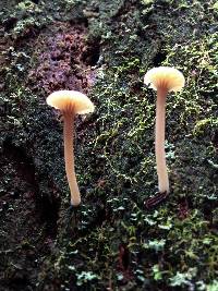 Lichenomphalia umbellifera image