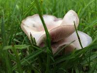 Clitocybe tarda image