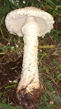 Amanita foetidissima image