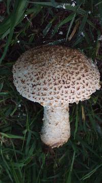 Amanita foetidissima image